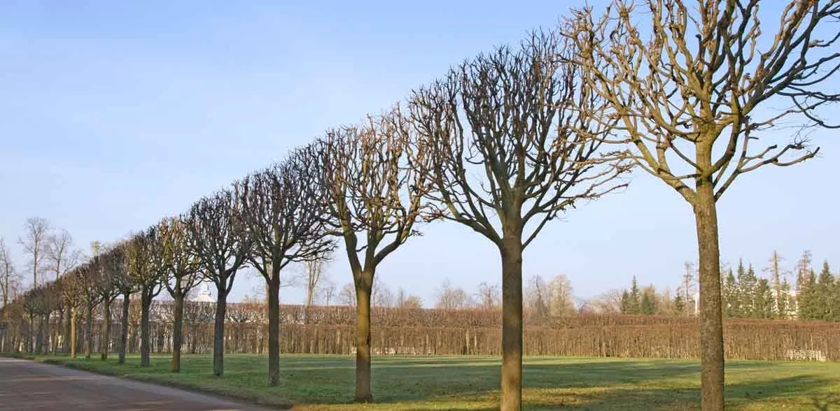 Kings Tree Service-1