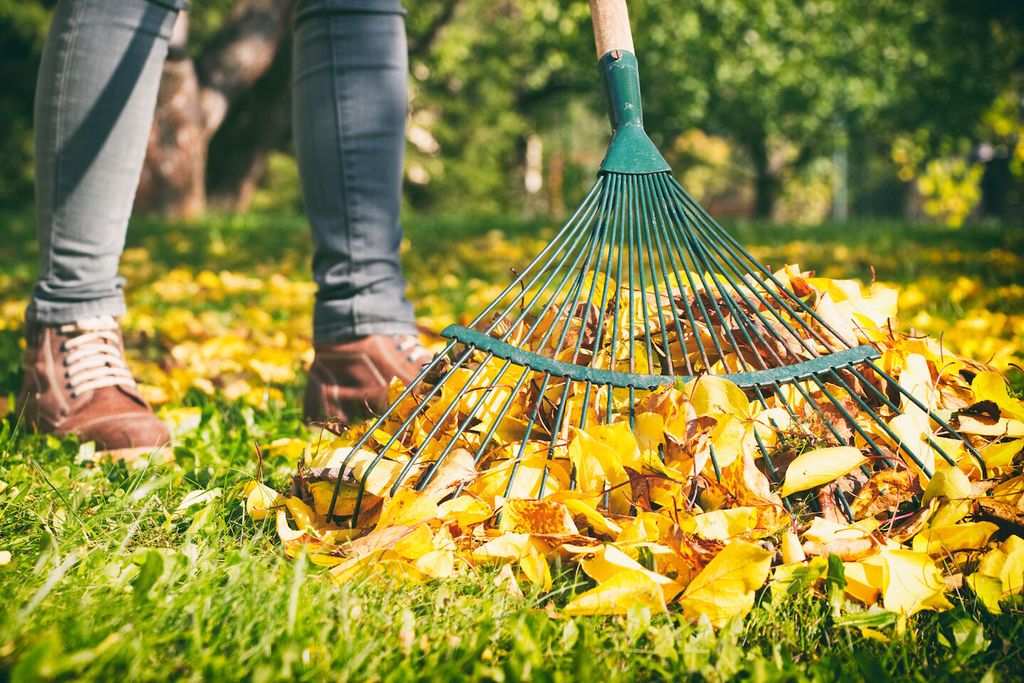 raking-leaves
