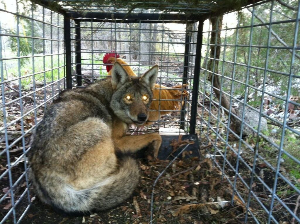 Complete Animal Removal & Exclusion