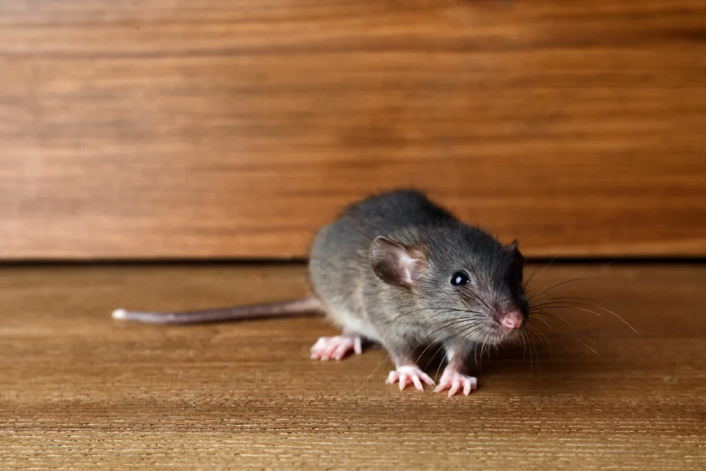 Targeted Rat & Rodent Removal